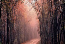 开云官网-DK血洗TSM，Jankos统治全场，荣耀归属强者